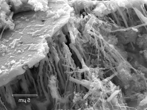 铜腐蚀坑内微生物的显微照片
